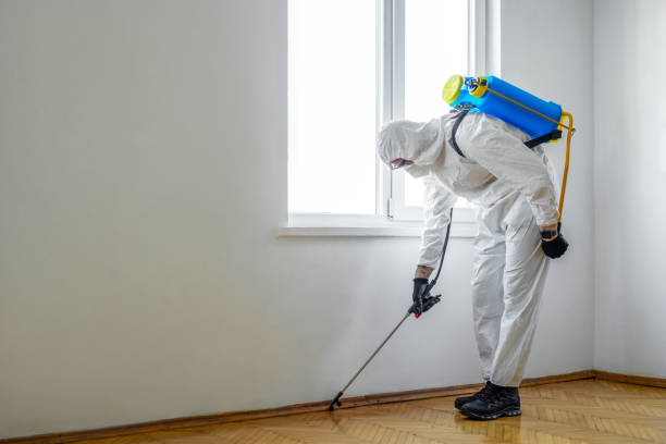 Best Local Pest Control Services  in Grover Beach, CA