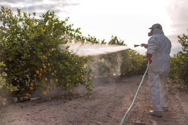 Best Affordable Pest Control Services  in Grover Beach, CA