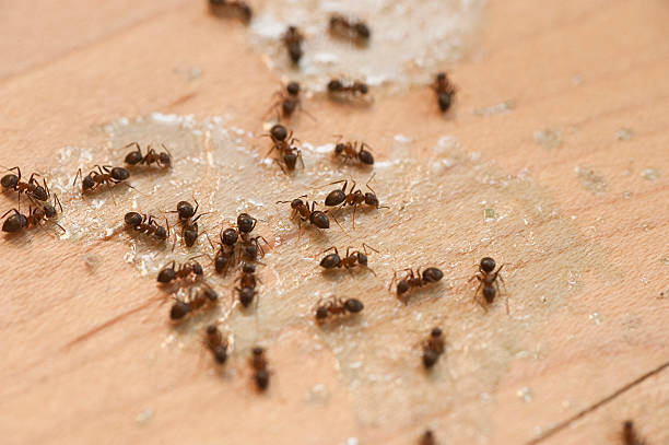 Best Bed Bug Extermination  in Grover Beach, CA