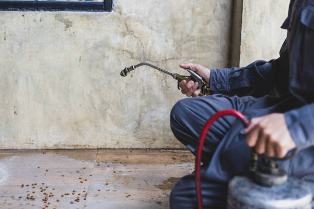Best Wasp Removal Services  in Grover Beach, CA